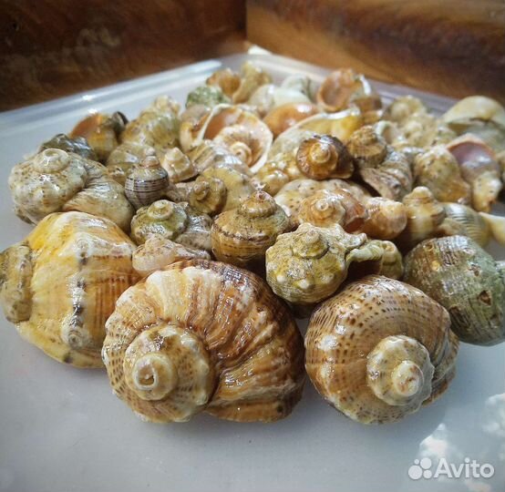 Морские ракушки, рапаны