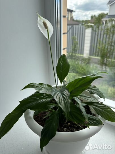 Спатифиллум