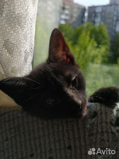 Котëнок в добрые руки