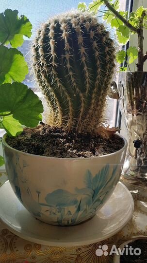 Продам Кактус Грузони