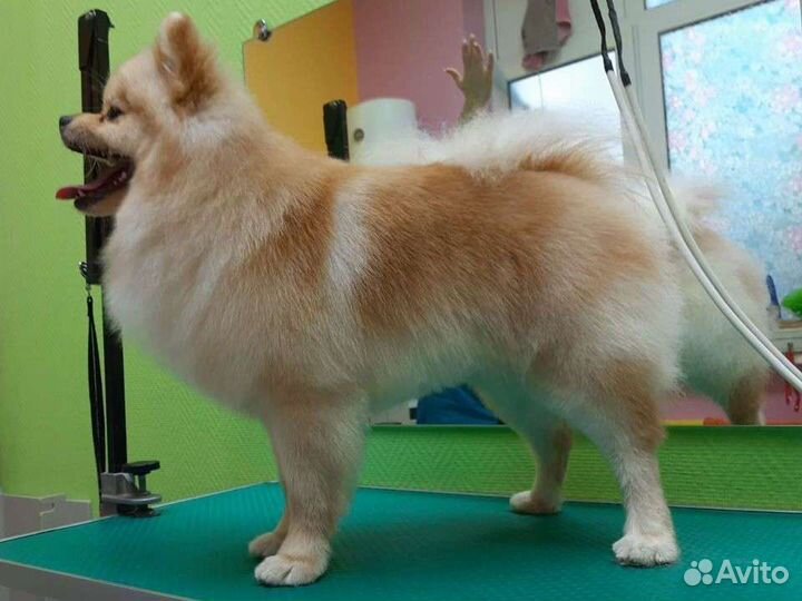 Стрижка собак и кошек