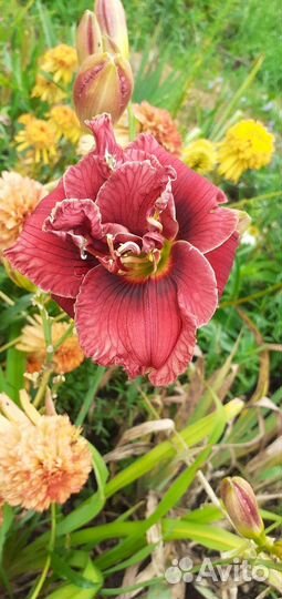 Лилейники сортовые 1