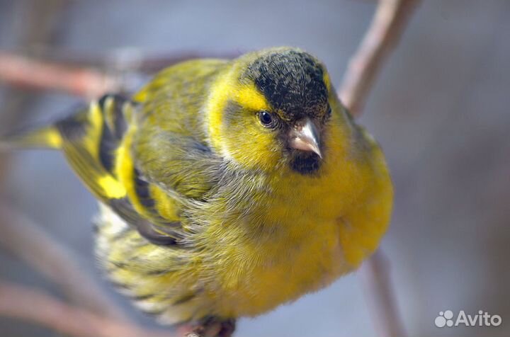 Певчие птицы