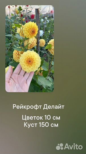 Клубни георгин