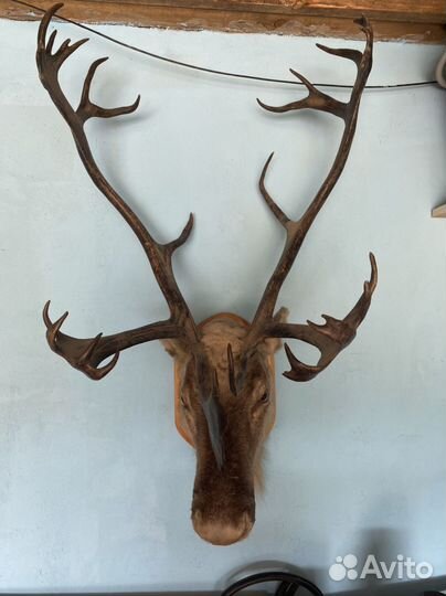Рога оленя, голова оленя