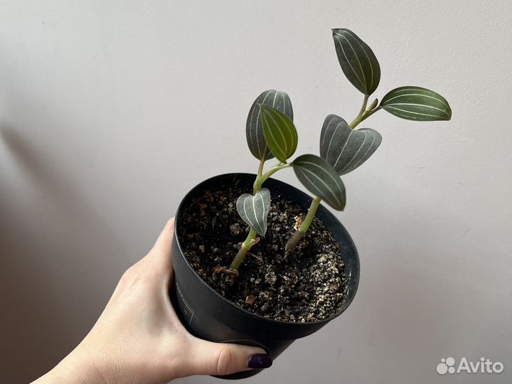 Орхидея лудизия