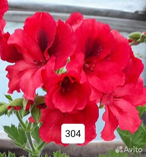 Королевская пеларгония