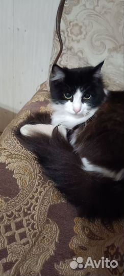 Отдам животных в добрые руки