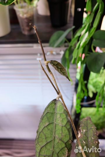 Хойя клеменсиорум суматра