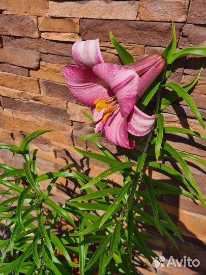 Лилии луковицы с цветком