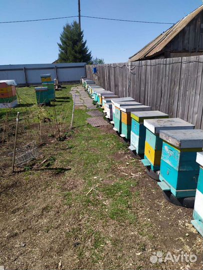 Продам пасеку