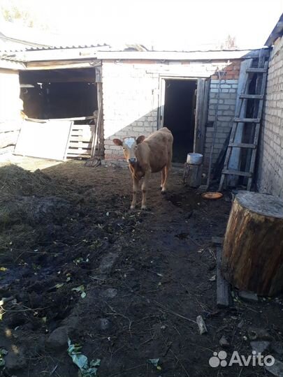 Телочка 7 мес на племя