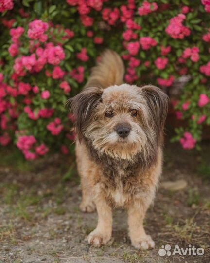 Добрый пёс в добрые руки
