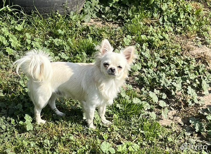 Кремовый мальчик