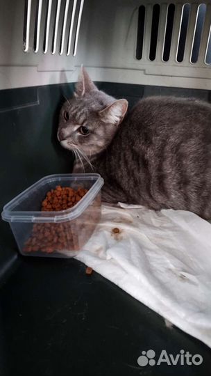 Сколько можно сидеть в клетке