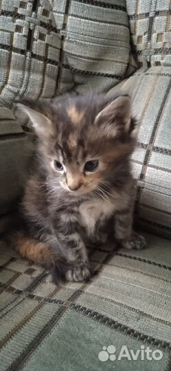 Котята мейн-кун