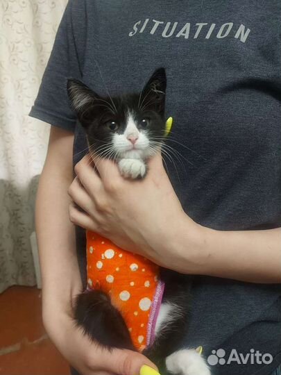 Кошечка в добрые руки
