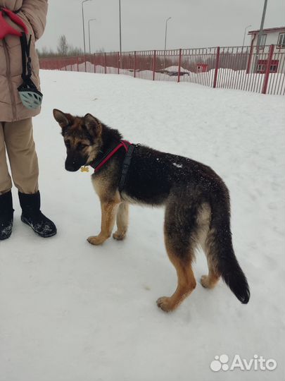 Тайра в добрый руки