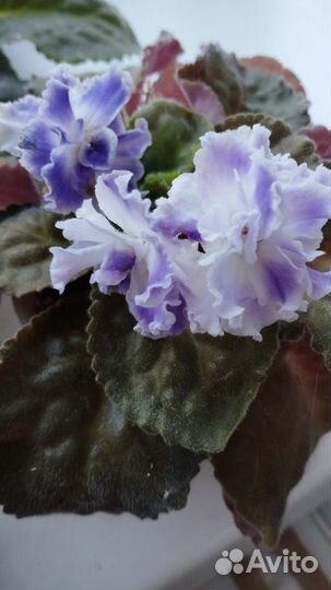 Цветущие фиалки