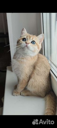 Золотая шиншилла мальчик