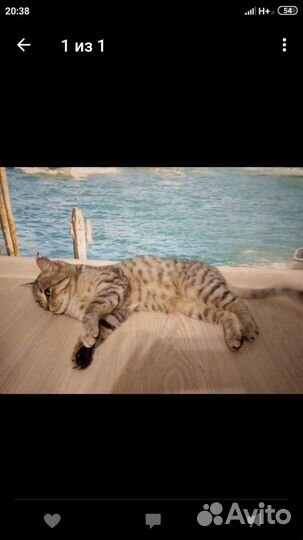 Ветеринарный врач на дом