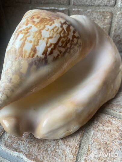 Морские большие ракушки. Мальдивы