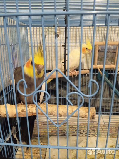 Пара попугаев с клеткой