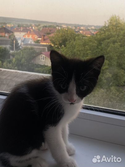 Черный котенок в добрые руки