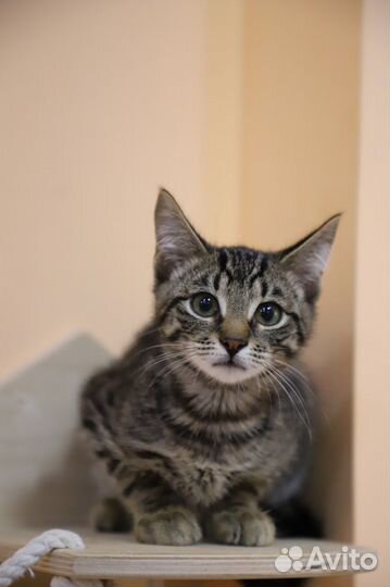 Котенок девочка ищет дом