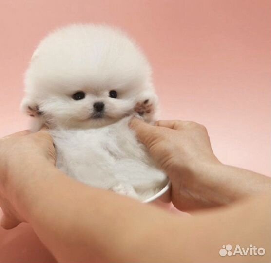 Чудо на ладони микро мишка померанский шпиц