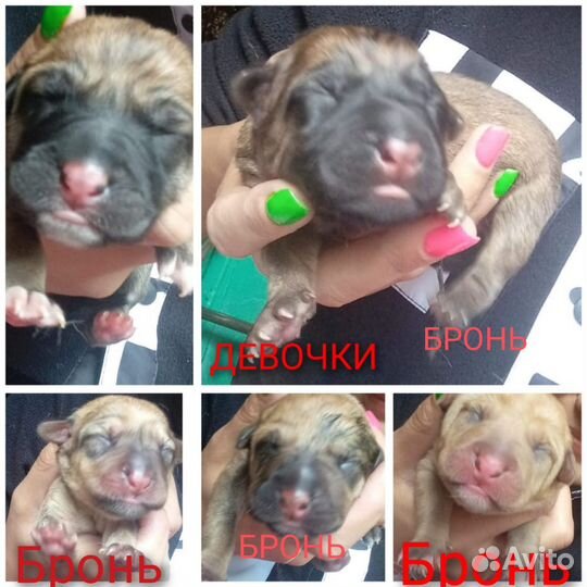 Щенки