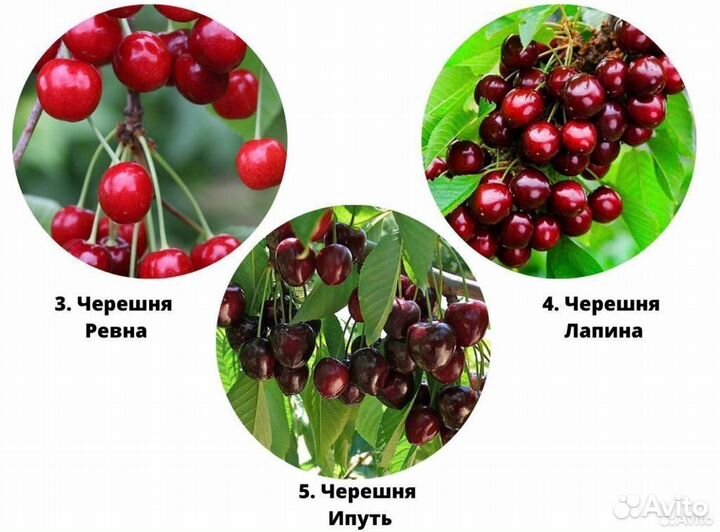 Саженцы вишни, саженцы черешни, дюк