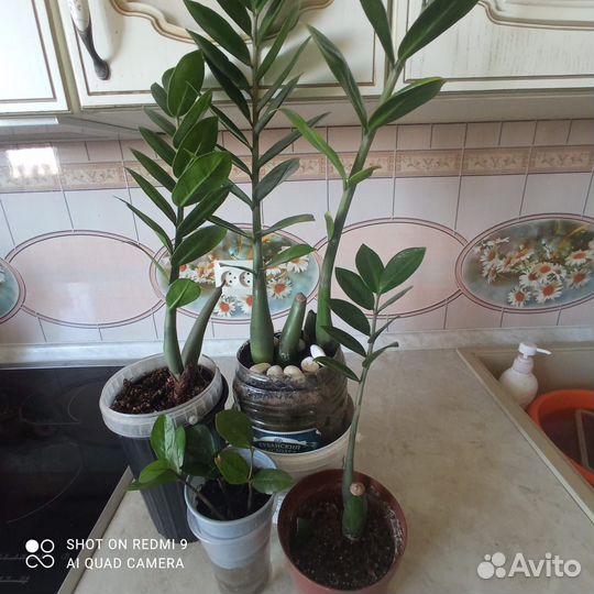 Комнатные растения цветы