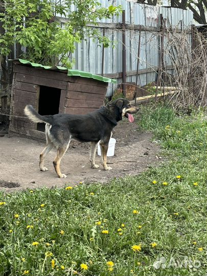 Отдам даром бесплатно в дар собаку