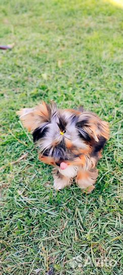 Щенки Йорка