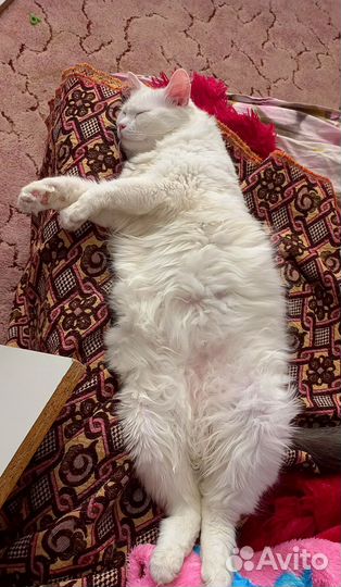 Кошки в добрые руки