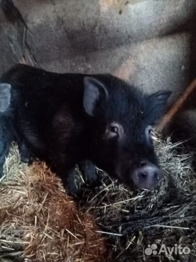 Вьетнамский вислобрюхий хряк