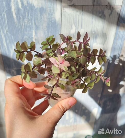 Ктенанта, каллизия, цианотис, аптения, пумила