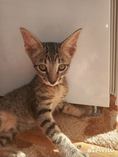 Орики Остались две девочки