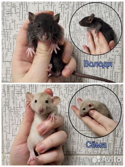 Крысята разные