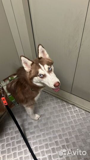 Щенок хаски в добрые руки