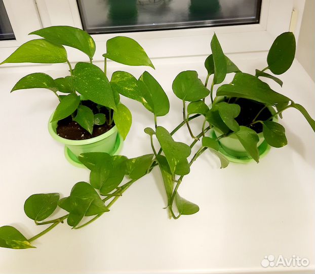 Сциндапсус золотистый