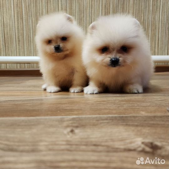 Шпиц мальчики