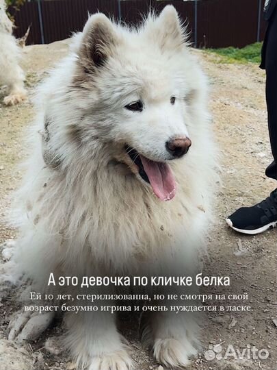 Самоедская лайка в добрые руки