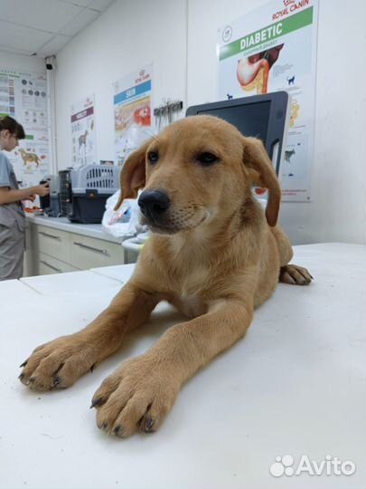 Собака в добрые руки