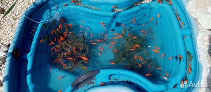 Рыбки комета