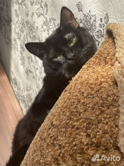 Кот на вязку