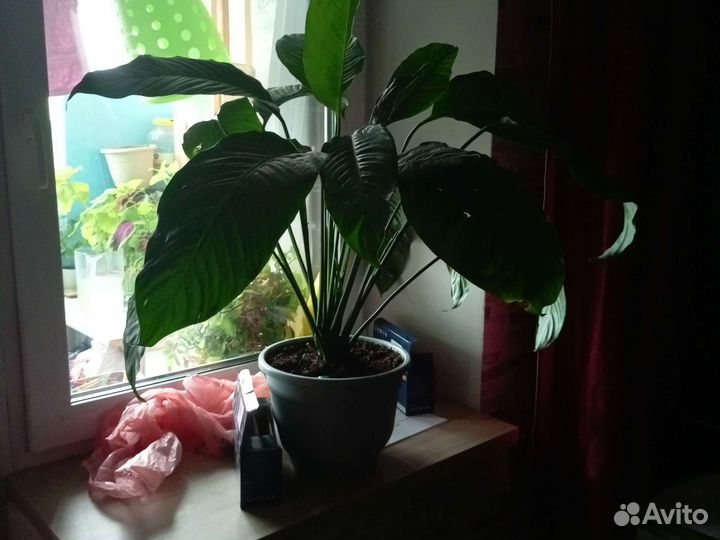 Спатифиллум