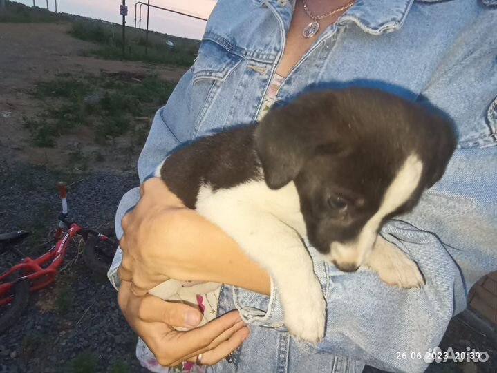 Остались девочки щенята В добрый дом