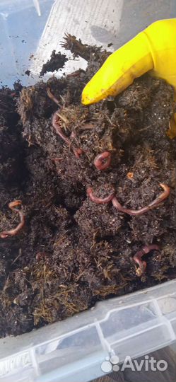 Колифорнийские красные навозные черви